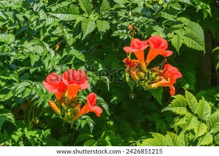 It's photo of trumpet vine flowers in garden. It's the red flower in shadow. It is close up view of pink flower in shadow park.