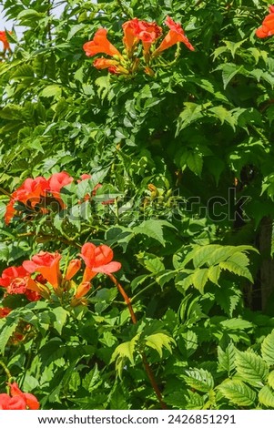 It's photo of trumpet vine flowers in a garden. It's red flower in shadow. It is close up view of pink flower in shadow park.