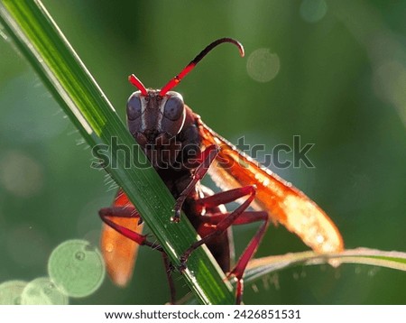 a beautiful little insect is perched on the wild grass 