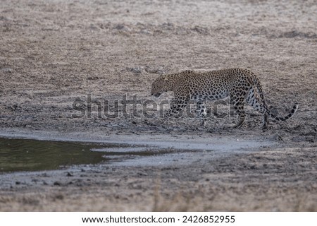 leopard in wilpattuwa Sri Lanka