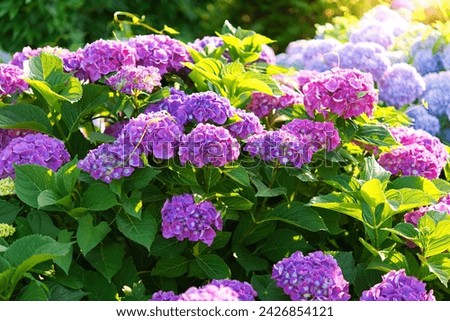 Blooming hydrangea bush, summertime floral background	 Royalty-Free Stock Photo #2426854121