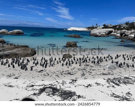 Beautiful View Of Penguins In South Africa's Boulders Beach
