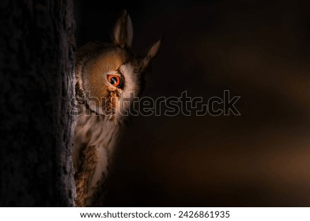 An owl photographed in wonderful light. Dark nature background. Owl: Long eared owl. 