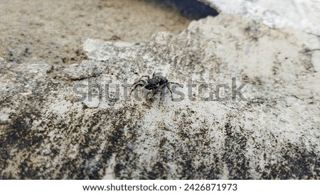 Picture of a spider on the wall