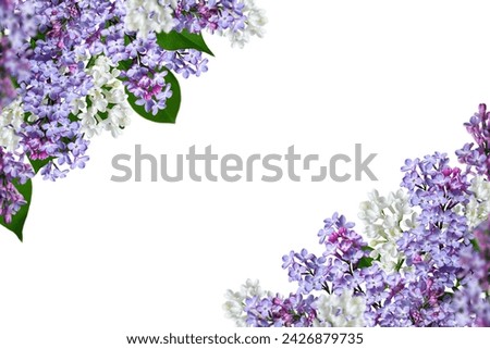 Spring flower corner arrangement. Blooming lilac flowers as a frame isolated on a white background. Design element for creating postcards, wedding cards and invitation. Overlay background. Royalty-Free Stock Photo #2426879735