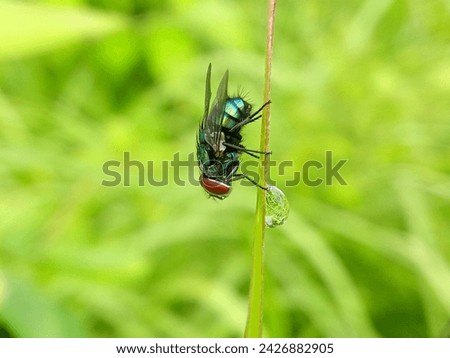 Chrysomya megachepala or oriental blue fly was sitting on a blade of grass