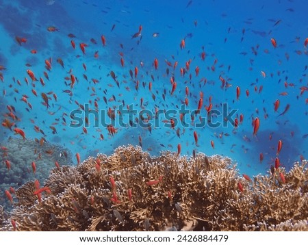 Red Sea underwater landscape with fire corals and a large number of scalefin anthias also known as Sea Goldies in Marsa Alam, Egypt Royalty-Free Stock Photo #2426884479