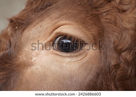 the eyes is shining are a sign of a healthy cow