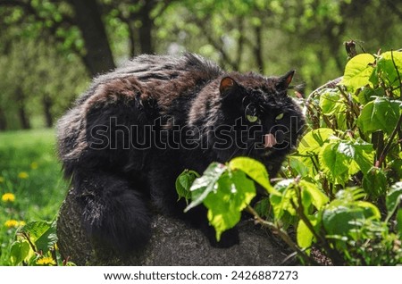 A large fluffy black cat with green eyes with his tongue hanging out lies on a stone near a bush