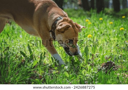 Red dog chews a stick in the park