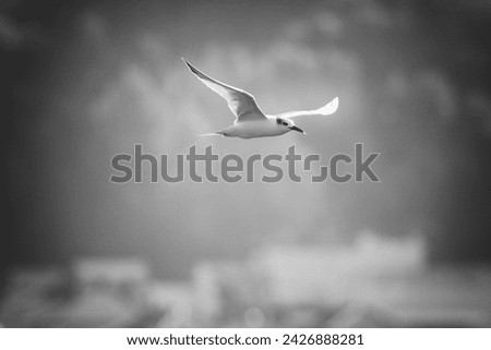 Tern in flight in the border of Douro river, Porto, Portugal. Converted black and white.
