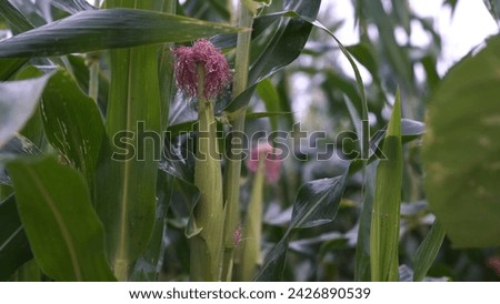 Corn in the summer rain.