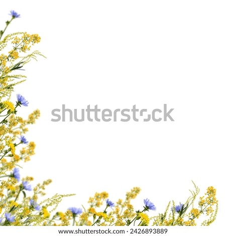 Summer floral corner arrangement. Yellow meadow flowers and blue chicory. Wildflowers and herbs as a frame isolated on white background. Overlay background. Royalty-Free Stock Photo #2426893889