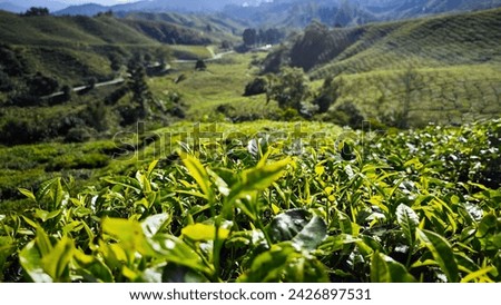 Campos de té en Malasia son vastas extensiones de tierra donde se cultiva té. Están caracterizados por sus impresionantes paisajes verdes, plantaciones de té ordenadas y montañas onduladas. Royalty-Free Stock Photo #2426897531
