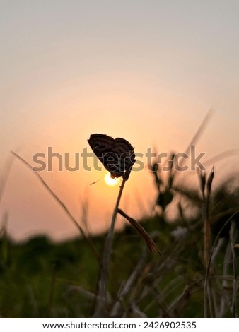 A beautiful sunset  picture with beautiful batrfly.