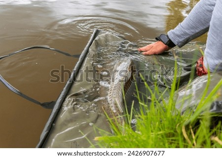 Fisherman releasing living fish (common carp) back into the water after showing it up.