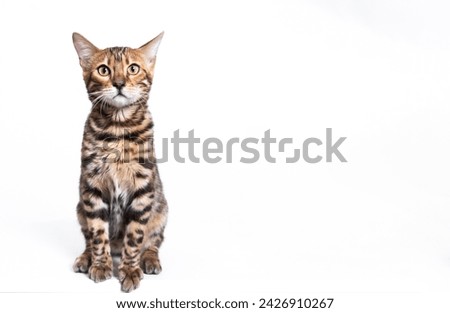 Cat on a white background. Pet - cute fluffy cat isolated on a white background. Allergy to cat fur. Cute animal, fluffy cat.