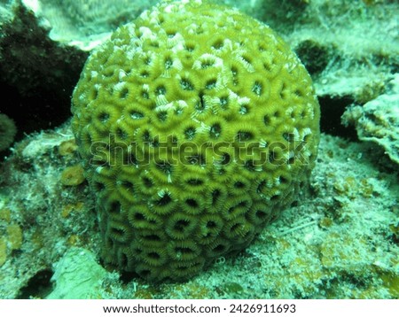 coral reefs of the caulastrea furcata type which have the characteristics of a tubular shape and generally have several green, yellow or brown colors. This photo was taken in the waters of the Riau Is