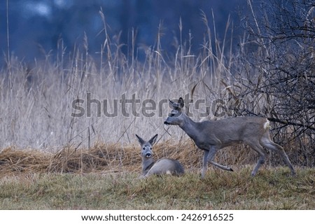 Two deer. One is lying down, the other deer is standing next to it