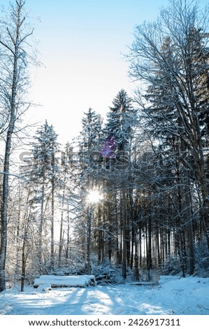 Winter scene, snowfall in the forest. On a beautiful winter day, the snow-covered forest glistened under the blue sky.
