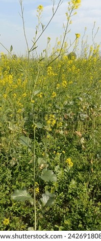 Very beautiful plant of the mustard
