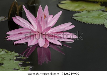 Waterlilies (Nymphaeaceae)
These unique aquatic plants have colorful flowers and pretty leaves, but are found in freshwater ponds, marshes, and swamps