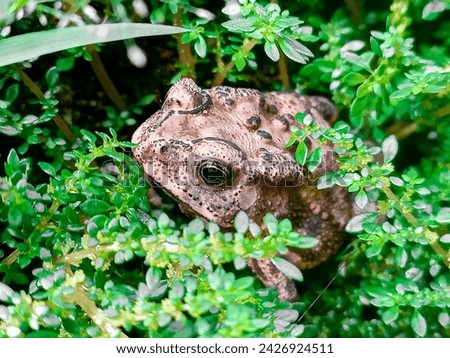 Toad sitting on mossy forest floor.
The moor frog (Rana arvalis) is a slim, reddish-brown, semiaquatic amphibian native to Europe and Asia. It is a member of the family Ranidae, or true frogs. Royalty-Free Stock Photo #2426924511