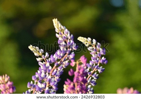 Close up picture of lupine plant against a green background