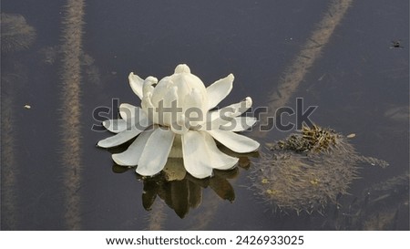 white water lotus in water full hd picture