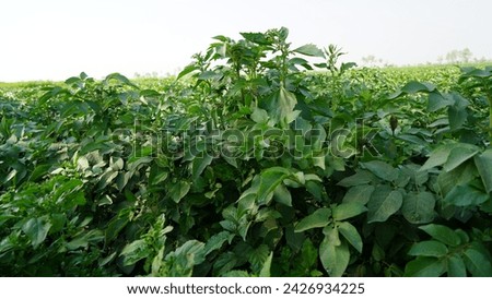 In the sun-kissed fields, vibrant green soya bean crops sway, a testament to nature's bounty and agricultural abundance, heralding a plentiful harvest ahead