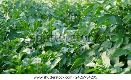 In the sun-kissed fields, vibrant green soya bean crops sway, a testament to nature's bounty and agricultural abundance, heralding a plentiful harvest ahead