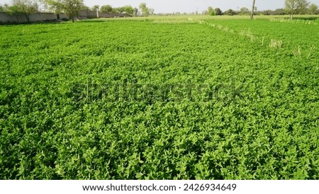 In the vast expanse of farmland, verdant soya bean crops flourish, their lush green foliage painting a picture of agricultural prosperity and promise.                             