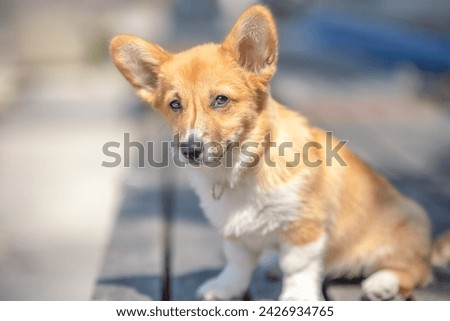 Adorable Pembroke Welsh Corgi puppy with huge ears sitting in a park on a beautiful sunny day. Royalty-Free Stock Photo #2426934765