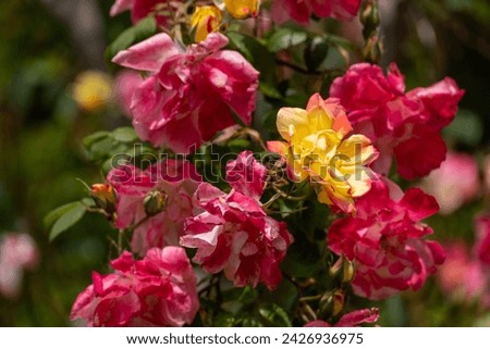 pink roses on a sunny day in the garden. Nature, summer, parks travel concept.