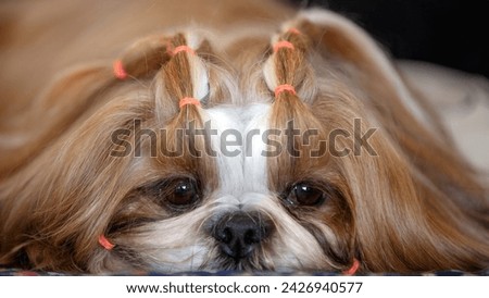 Shih Tzu dog resting at a dog show 