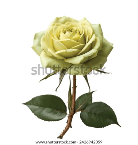 yellow color rose on white background