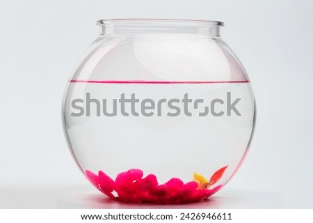 Two small fishes in round aquarium side view isolated on studio background