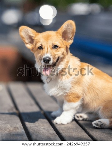 Cute happy Pembroke Welsh Corgi puppy with huge ears sitting in a park on a beautiful sunny day. Royalty-Free Stock Photo #2426949357