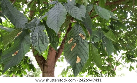 Leaf miner galls on chestnut tree leaves. Royalty-Free Stock Photo #2426949411