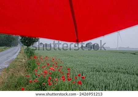 red poppies a red umbrella a rainy day