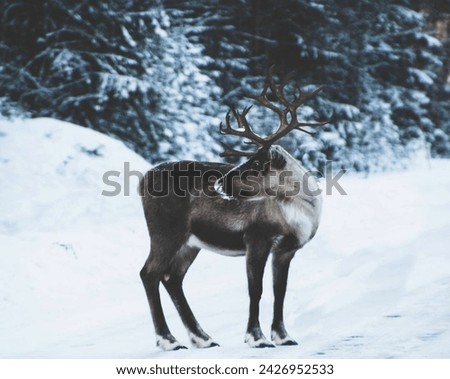 Reindeer, species of deer found in the Arctic tundra and adjacent boreal forests of Greenland, Scandinavia, Russia, Alaska, and Canada. Royalty-Free Stock Photo #2426952533