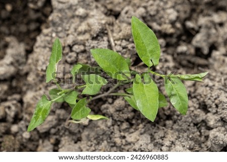 Field bindweed or Convolvulus arvensis European bindweed Creeping Jenny Possession vine herbaceous perennial plant with open and closed white flowers surrounded with dense green leaves. Royalty-Free Stock Photo #2426960885