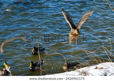 Etobicoke, ON. Sep, 2021, Ducks by the River, Winter. Royalty-Free Stock Photo #2426961175