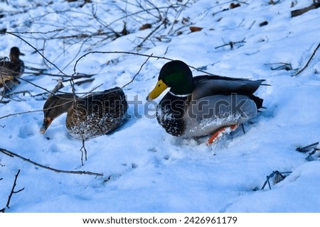 Etobicoke, ON. Sep, 2021, Ducks by the River, Winter. Royalty-Free Stock Photo #2426961179