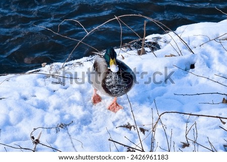 Etobicoke, ON. Sep, 2021, Ducks by the River, Winter. Royalty-Free Stock Photo #2426961183