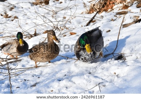 Etobicoke, ON. Sep, 2021, Ducks by the River, Winter. Royalty-Free Stock Photo #2426961187