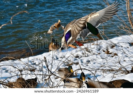 Etobicoke, ON. Sep, 2021, Ducks by the River, Winter. Royalty-Free Stock Photo #2426961189