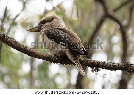 kookaburra in Margaret River, Western Australia Royalty-Free Stock Photo #2426961813