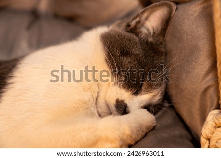 Cat resting, sleeping, relaxing hanging home rope swing in a Scandinavian interior. cat face lying on the fabric. muzzle of a sleeping cat with closed eyes. pet ownership, pet friendship concept Royalty-Free Stock Photo #2426963011