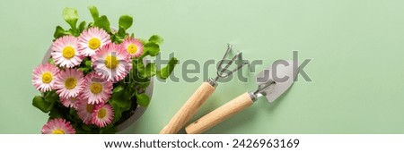 Spring decoration of a home balcony or terrace with flowers banner, pink Osteospermum with rake and garden shovel on a green background, home gardening and hobbies, biophilic design